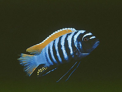 Maylandia emmiltos 'Mphanga Rocks'